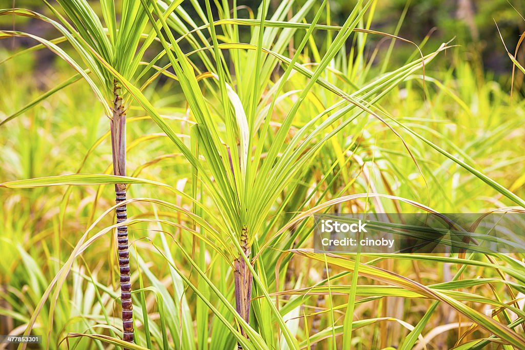 Partie d'une plante à la canne à sucre - Photo de Afrique libre de droits
