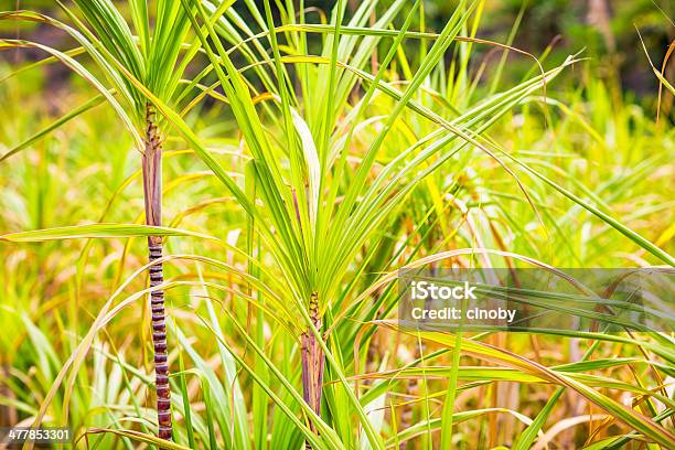 Photo libre de droit de Partie Dune Plante À La Canne À Sucre banque d'images et plus d'images libres de droit de Afrique - Afrique, Agriculture, Aliment