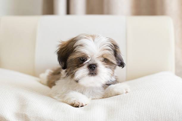 istock Colored shih tzu puppy on pilow 477855978