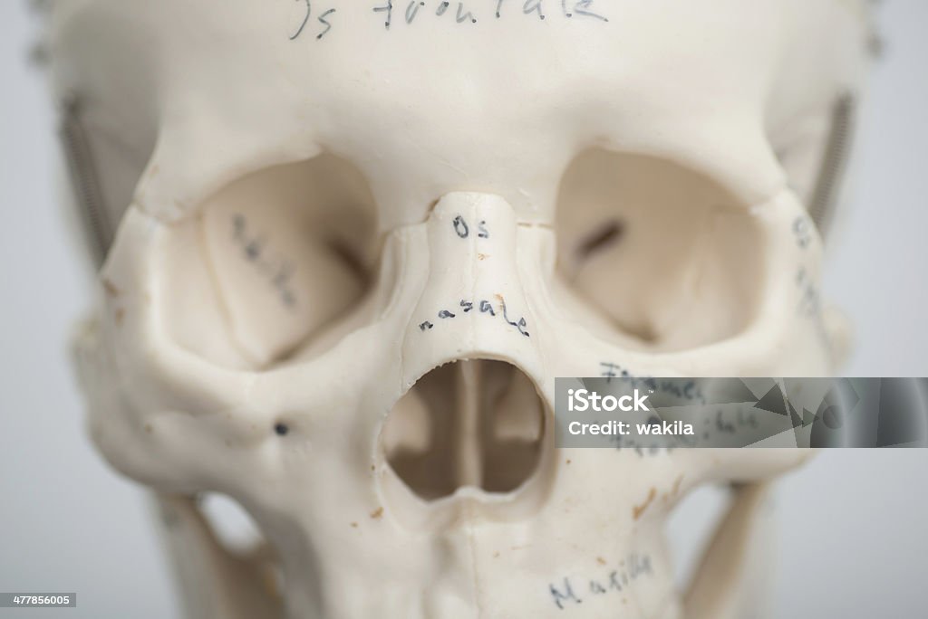 medical teschio eye-socket - Foto stock royalty-free di Anatomia umana