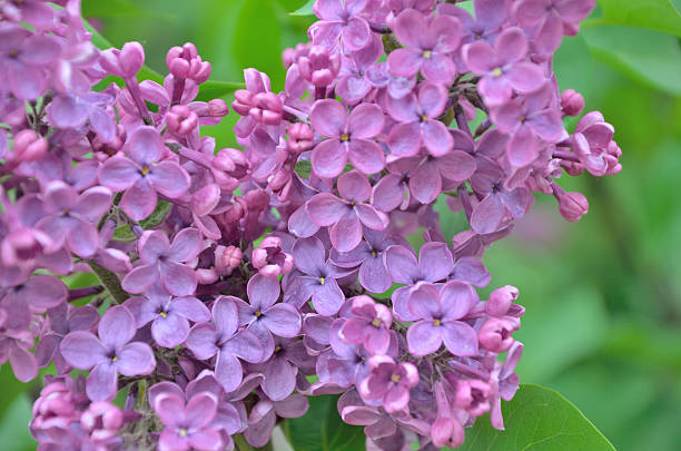 istock Syringa - lilac flowers . 477856010