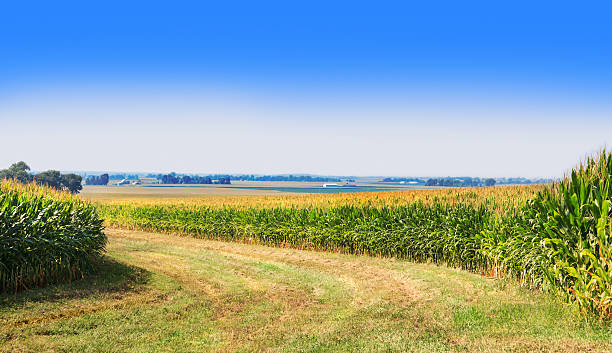 istock Farmland in Central Illinois 477856381