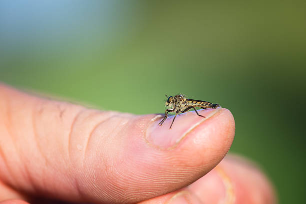 istock Robber fly, insect in my hand resting 477857098
