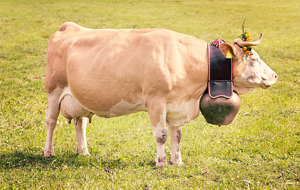 simmental leite de vaca, decorado com grandes bell suíça - switzerland cow bell agricultural fair agriculture - fotografias e filmes do acervo