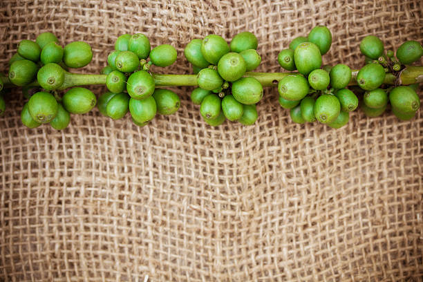 freschi chicchi di caffè su tela texture di sfondo - coffeetree foto e immagini stock