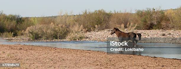 Photo libre de droit de Wild Horse Course De Lautre Côté De La Rivière Salt banque d'images et plus d'images libres de droit de Activité