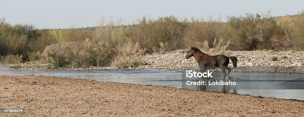 Wild Horse działa na Rzeka Salt - Zbiór zdjęć royalty-free (Biegać)