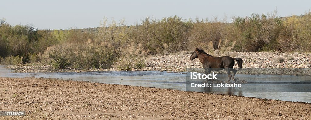 Wild Horse Running на Река Солт - Стоковые фото Бегать роялти-фри