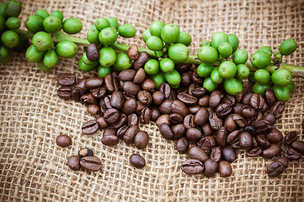 свежий кофе и кофейных зерен на фоне, текстура ткани - coffeetree стоковые фото и изображения