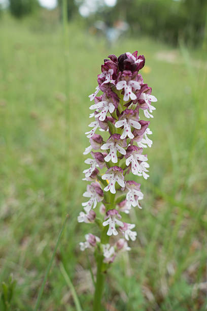 Ophrys ustulata Orchid of Bugey, 60 wild sorts of orchids grow in the region Rhône Alpes. orchis ustulata stock pictures, royalty-free photos & images