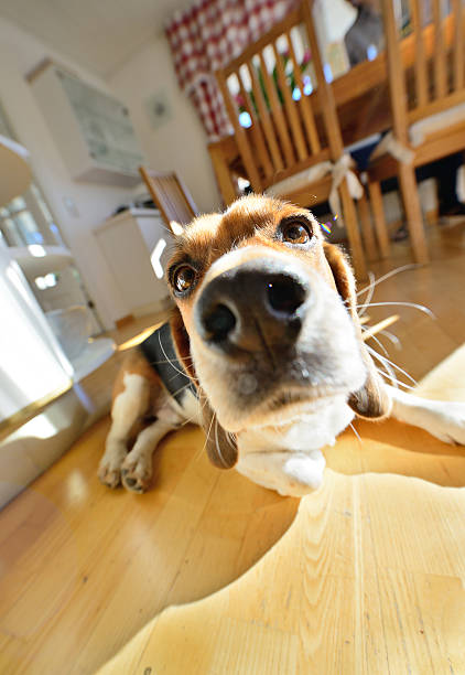 istock Wide angle shot of young beagle dog, head sunlit 477859583