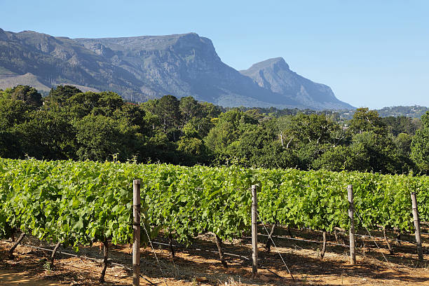istock Vineyards landscape in Constantia valley 477859676
