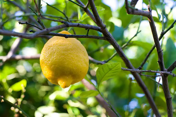 Lemon in his natural environment, Turkey, May 2015
