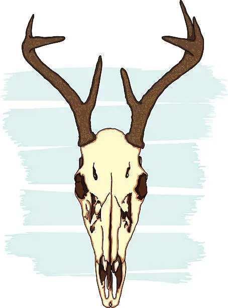 Vector illustration of skull