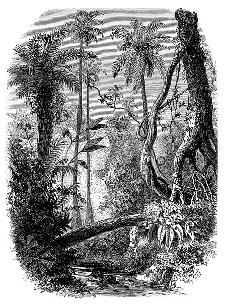 istock Antique illustration of south american jungle 477860841