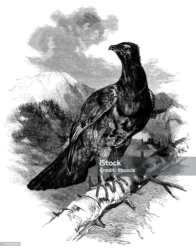 Antique illustration of Western Capercaillie (Tetrao Urugallus) 19th Century Style stock illustration