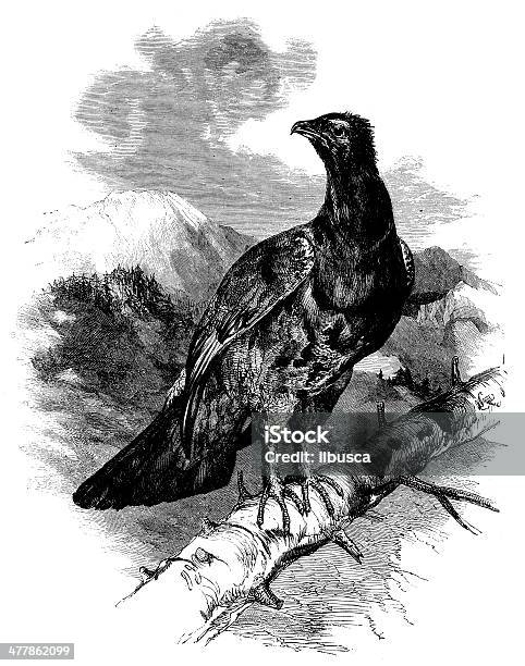 Antique Illustration Of Western Capercaillie Stock Illustration - Download Image Now