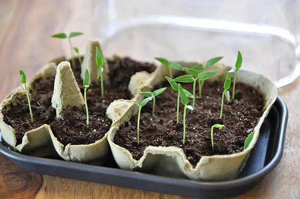 Young pepper plants in a growing bowl
