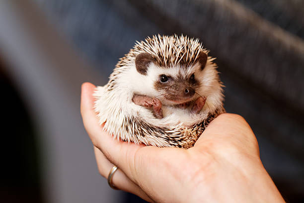istock African white- bellied hedgehog 477863928