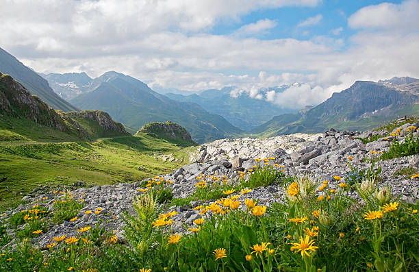 paesaggio di montagne - european alps flower north tirol holiday foto e immagini stock