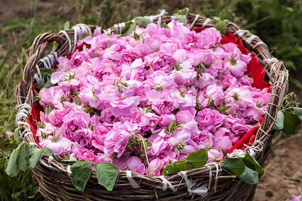 Bulgarian pink roses Bascket filled with Bulgarian pink roses rose valley stock pictures, royalty-free photos & images