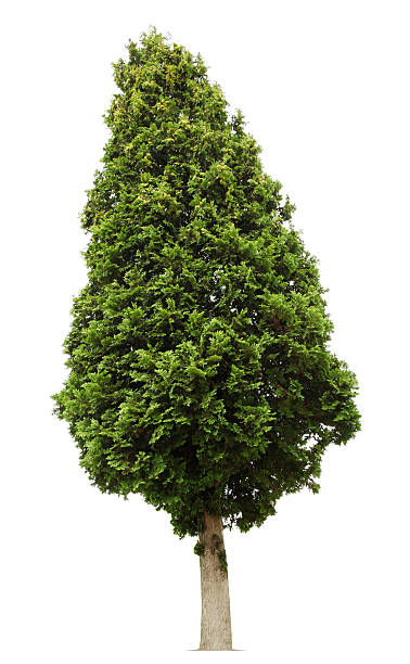 thuja - bush american arborvitae isolated tree zdjęcia i obrazy z banku zdjęć