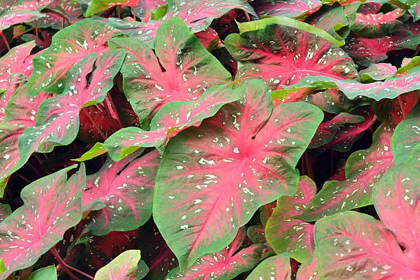 Photo of Caladium