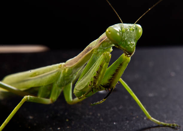 istock Closeup of a green mantis 477864631