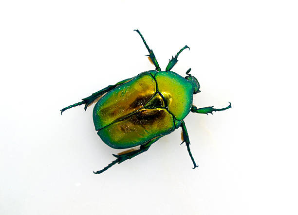 beetle - chrabąszcze zdjęcia i obrazy z banku zdjęć