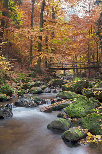 autumn leaves Little River in  National Park tremont stock pictures, royalty-free photos & images