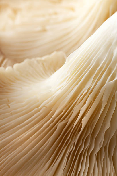 istock Mushrooms: Oyster Mushroom Still Life 477865351