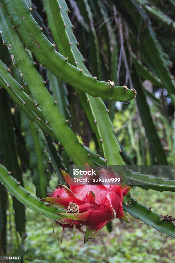 pitahaya - Foto de stock de Agricultura libre de derechos