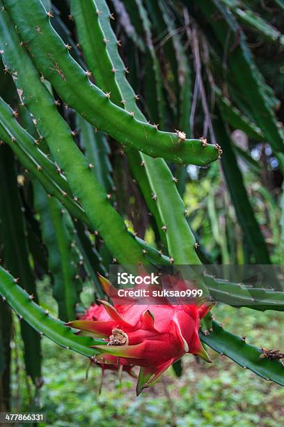 Pitahaya Foto de stock y más banco de imágenes de Agricultura - Agricultura, Aire libre, Alimento