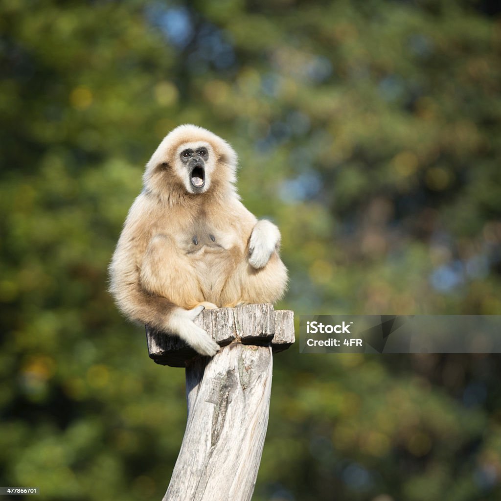 Lar Gibbon calling - Royalty-free Bağırmak Stok görsel Lar Gibbon calling - Royalty-free Bağırmak Stok görsel