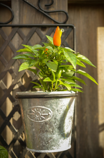 Hot peppers in home garden pot.