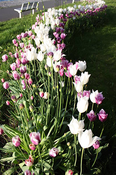 istock tulips purple, white on shore in Stralsund, Baltic Sea, spring 477867162