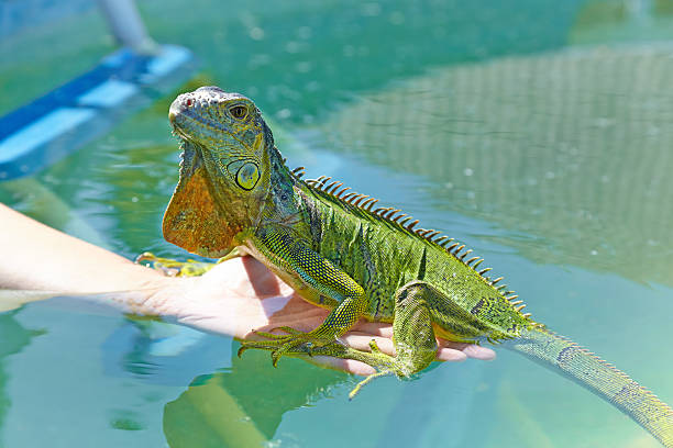 Green iguana close up portrait