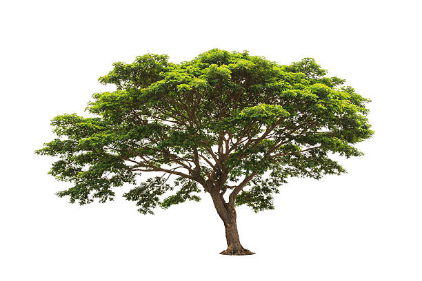 Small Raintree 1,800+ Rain Trees Photos Stock Photos, Pictures & Royalty-Free Images ...