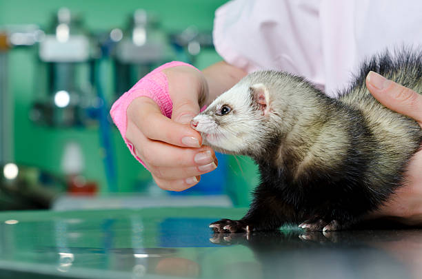 istock Small marten to the vet 477869085