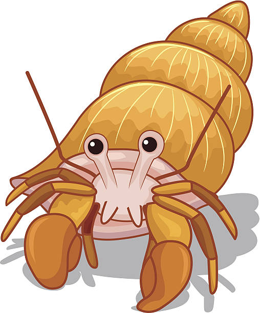 Cute hermit crab Illustration of a cute hermit crab. hermit crab stock illustrations