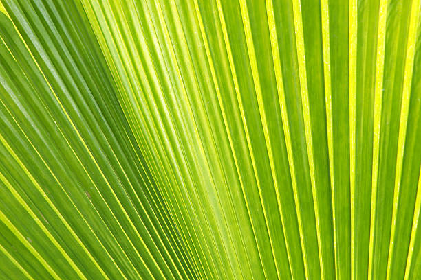 istock Texture of Green palm Leaf 477869717