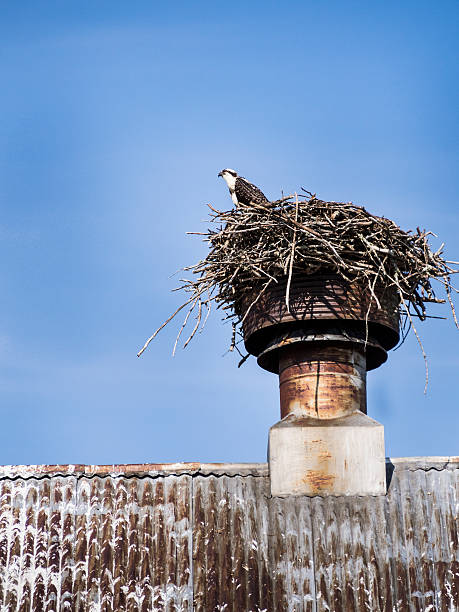 istock Young Osprey on Top of  Cupola 477870707