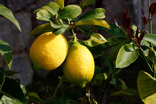 спелые lemons on a tree branch - juce стоковые фото и изображения