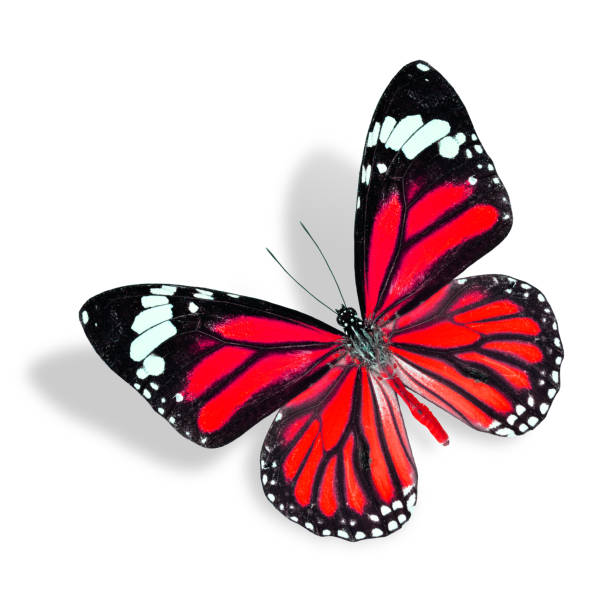 istock Beautiful Flying Red Butterfly isolated on white background with 477870975