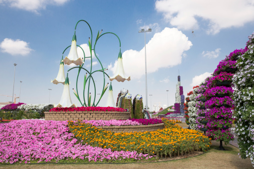 DUBAI, UAE - JANUARY 20: Miracle Garden in Dubai, on January 20, 2014, Dubai, UAE. Beautiful Miracle Garden with 45 million flowers.