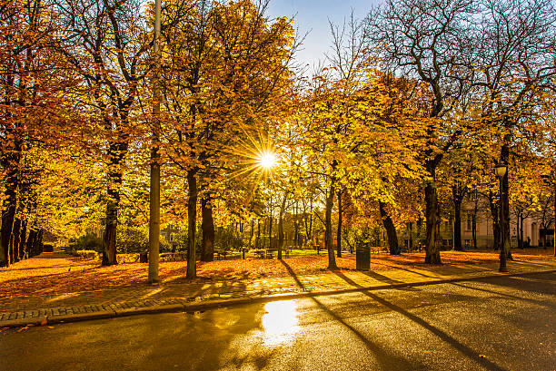 Autumn season in Oslo Autumn season in Oslo, Norway norway autumn oslo tree stock pictures, royalty-free photos & images