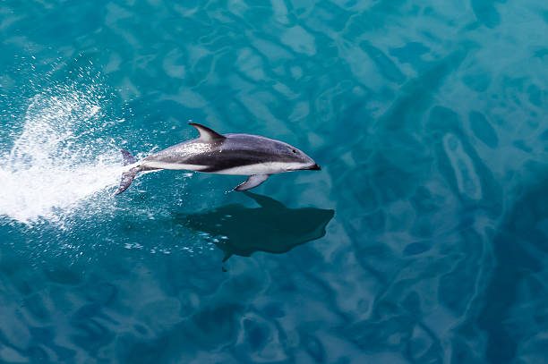 Dolphin jumping from water Playful dolphin leaps from water in the ocean by cruise ship leaving Milford Sound in New Zealand milford sound stock pictures, royalty-free photos & images