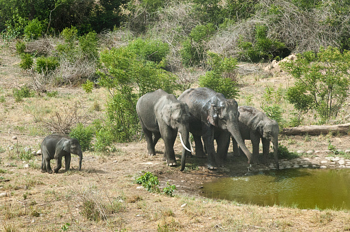 Asian elephant Family in Jim Corbett National Park ,the oldest national park in India and was established in 1936