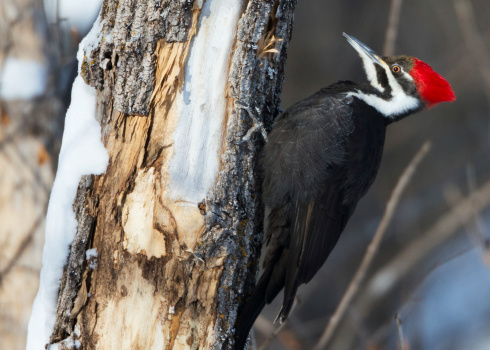 Pileated Woodpecker on tree trunk