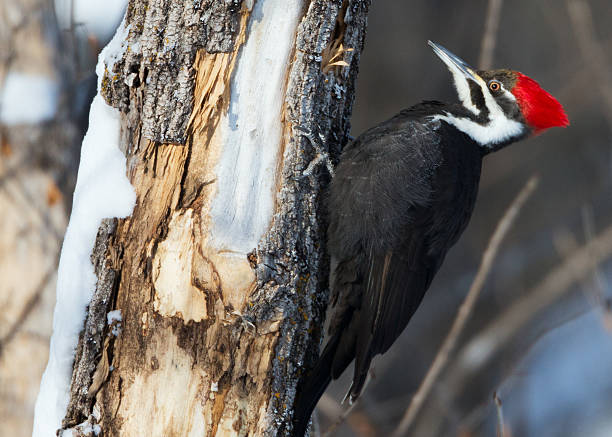 dryocopus pileatus. - pileated woodpecker animal beak bird - fotografias e filmes do acervo